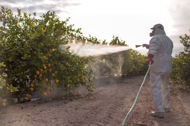 Best Spider Control Near Me  in Knightsen, CA