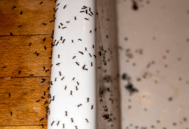 Reliable Knightsen, CA Pest Control Solutions