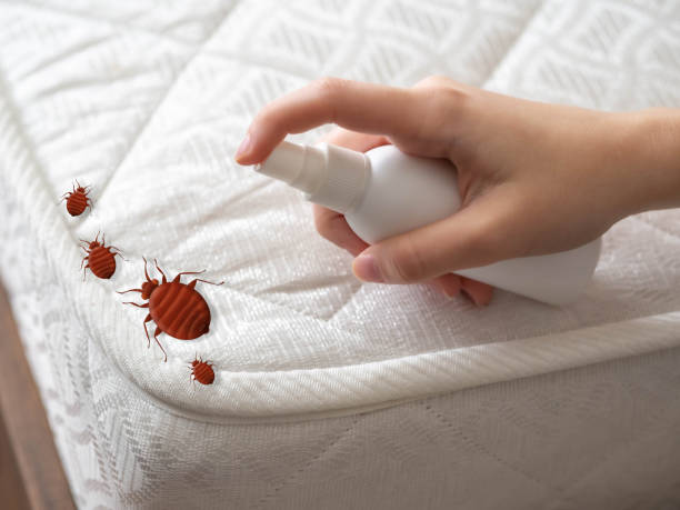 Best Local Pest Control Services  in Knightsen, CA