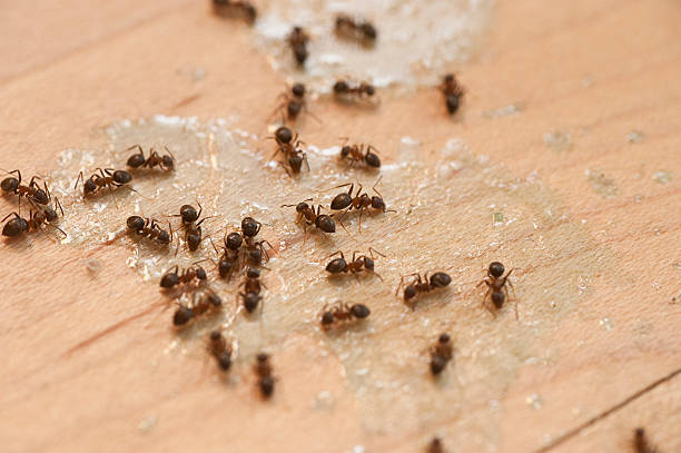 Best Residential Pest Control  in Knightsen, CA